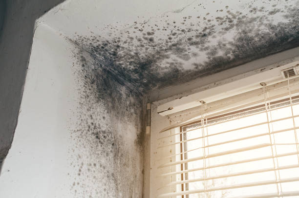 Affordable Mold Remediation solutions in Garden City, MI